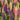 Mixed Color Lupin, 100 Seeds