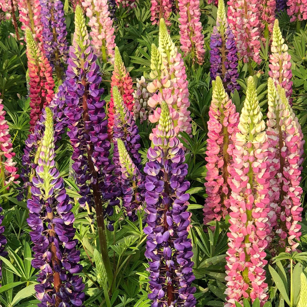 Mixed Color Lupin, 100 Seeds