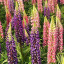 Mixed Color Lupin, 100 Seeds