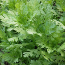 Medium-Leaf Garland Chrysanthemum Seeds, 20g