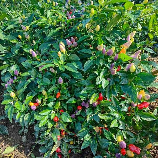 Colorful Bullet Pepper Seeds, 2g