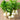 White Cherry Radish Hybrid Seeds, 50 Grams ≈ 5500 ~ 6500 Seeds