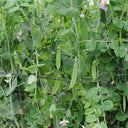 'Improved 604' Snow Pea Seeds, 30g