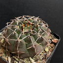 Gymnocalycium riojense, 3-4cm