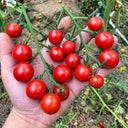 W1366 Sweet Bean Cherry Tomato, 100 Seeds