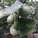 Emerald No.9' Dark Green Sweet Melon Seeds, 50 Seeds