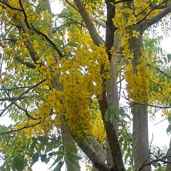 Golden Shower Tree, 10 Seeds