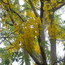 Golden Shower Tree, 10 Seeds