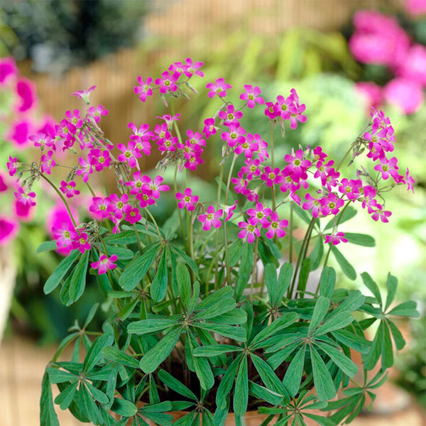 Oxalis lasiandra, 10 Bulbs