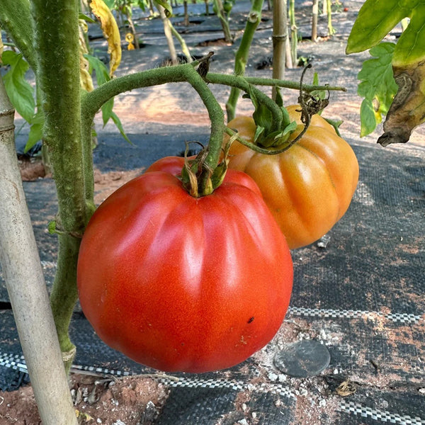 Camille Tomato, 10 Seeds