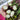 Xishuai Purple Stem Mustard Seeds, 500 Seeds
