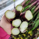 Xishuai Purple Stem Mustard Seeds, 500 Seeds