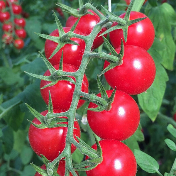 'Red Millennium' Cherry Tomato Seeds, 100 Seeds