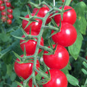 'Red Millennium' Cherry Tomato Seeds, 100 Seeds