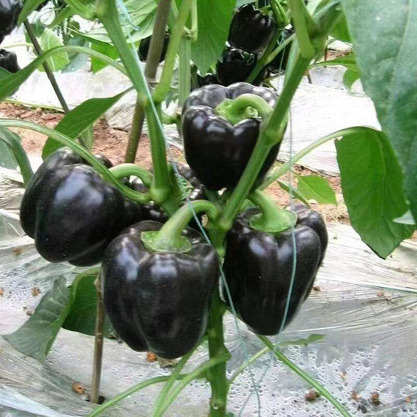Black Fruit Sweet Pepper, 50 Seeds
