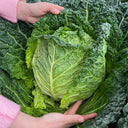 Savoy Cabbage Seeds, 20 Seeds