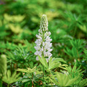 White Lupin, 100 Seeds