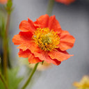 Crimson Ocean Avens Seeds, 200 Seeds