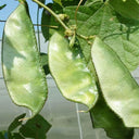 Green Hyacinth Bean Seeds, 5g