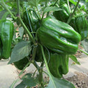 Spicy Chili Pepper Seeds, 1000 Seeds