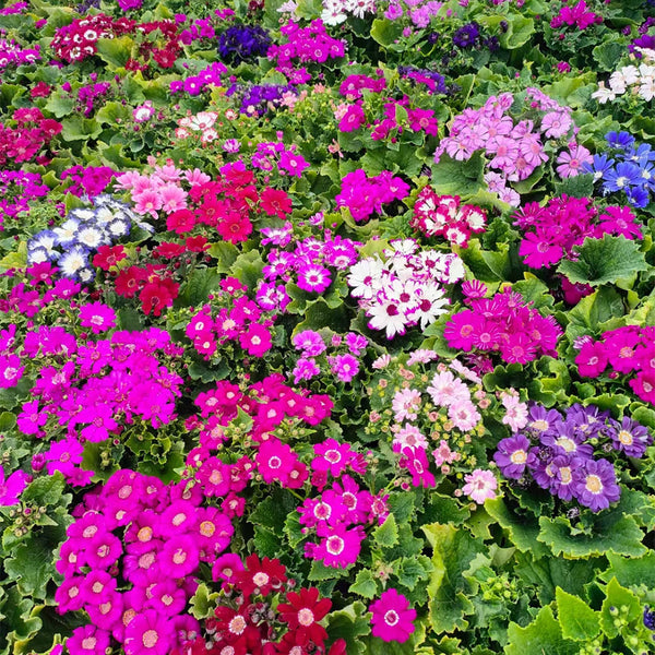 Mixed Colors Large-flowered Cineraria
