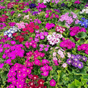 Mixed Colors Large-flowered Cineraria