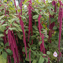 Red Love-Lies-Bleeding, 1000 Seeds