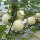 Caidu Jinyu No. 12 Muskmelon, 15 Seeds