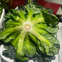 Wutacai, Black Cabbage Seeds, 5 × 5g Bags