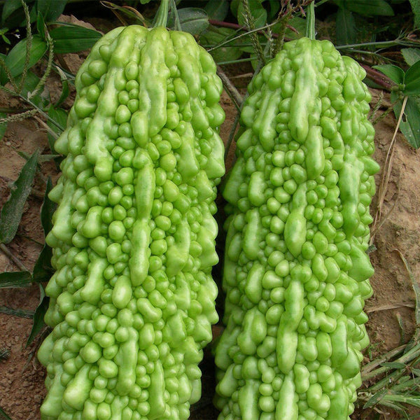 'Jiemei No.6' Bitter Gourd, 10 Seeds