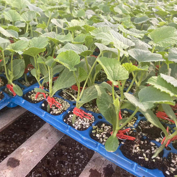 Qingyuan Black Stem Rootstock Seeds, 100 Grams ≈ 500 Seeds