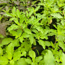 Holy Basil, 50 Seeds