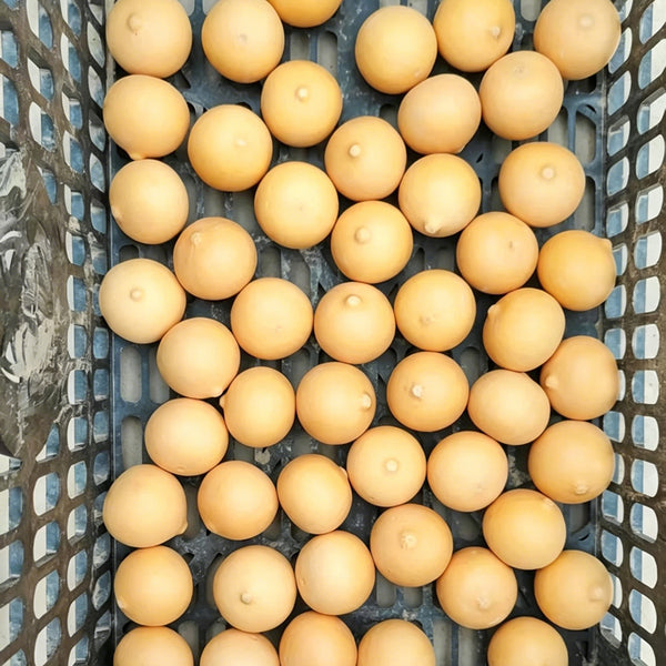 Egg Gourd, 10 Seeds