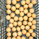 Egg Gourd, 10 Seeds