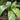 Tacca Chantrieri Seeds (5 Seeds)