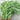 Willow-Leaf Amaranth Seeds, 10g