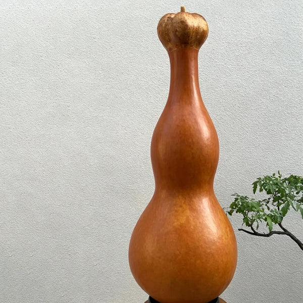 Extra-large Lotus-head Gourd, 2 Seeds