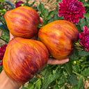 483 Eden's Garden No. 6 F5 Tomato, 5 Seeds