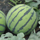 Rock Sugar Kirin No.3 Watermelon Seeds, pack of 50