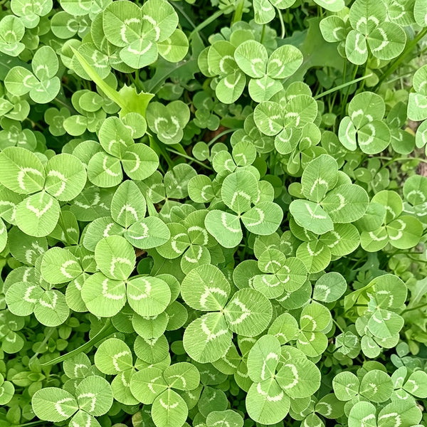 White Mini Clover, 160 Seeds