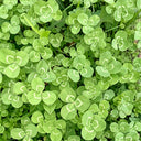 White Mini Clover, 160 Seeds