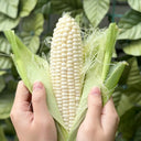 Milk Fruit Sweet Corn Seeds, 30g