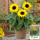 Bonsai Sunflowers Seeds, 3g