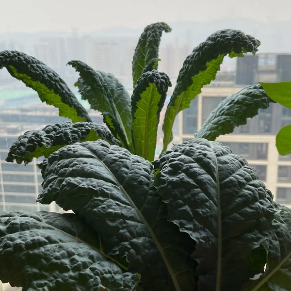 Dinosaur Kale, 100 Seeds