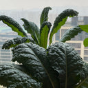 Dinosaur Kale, 100 Seeds