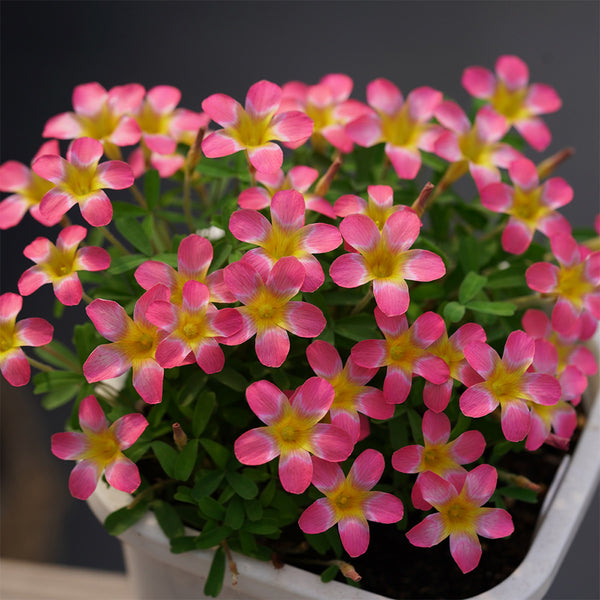 Oxalis Candy Box Series - 'Pomegranate', 2 Bulbs