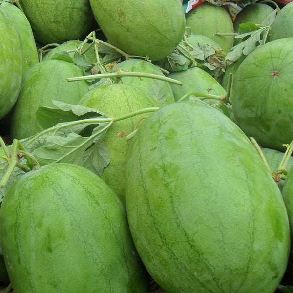 'Sweet Li' Yellow Flesh Watermelon Seeds, 20 Seeds
