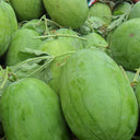 'Sweet Li' Yellow Flesh Watermelon Seeds, 20 Seeds