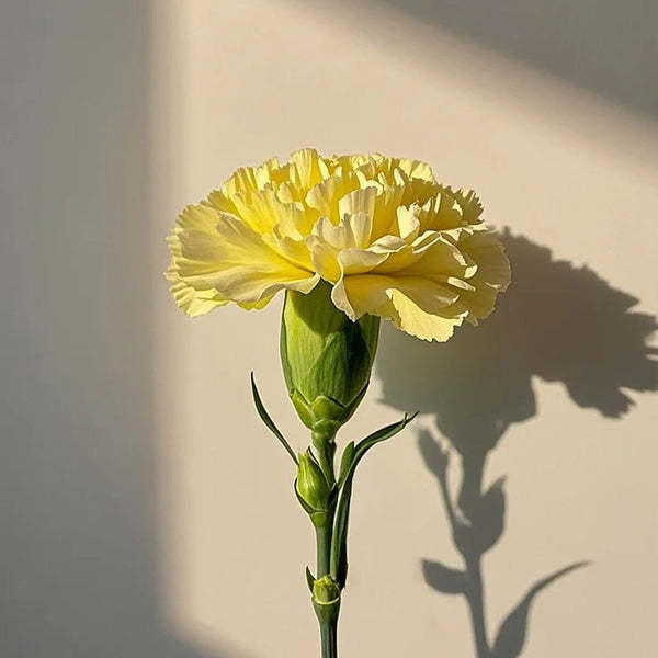 Yellow Carnation, 10 Seeds