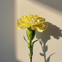 Yellow Carnation, 10 Seeds